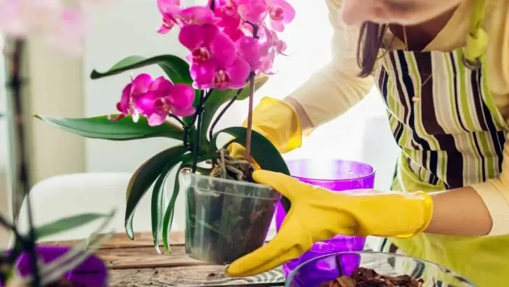 Orchideen-Pflege Für Anfänger Im Detail (Einfach Zu Befolgen)