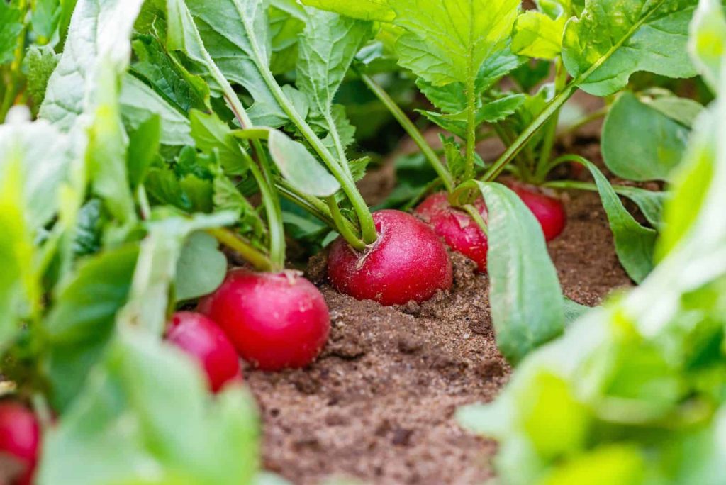 Radieschen im Garten