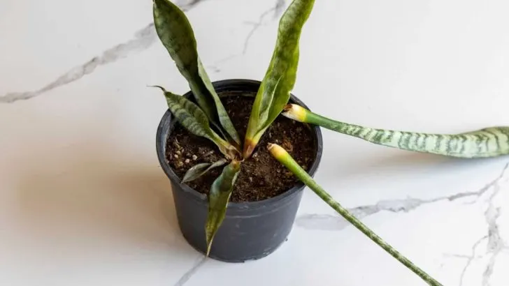 8 Gründe Für Das Absterben Ihrer Schlangenpflanze + Wirksame Behandlung