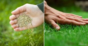 So Wird Der Rasen Grün Und Dicht Einfache Methoden & Praktische Tipps