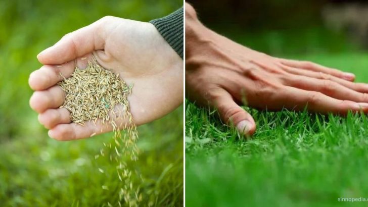 So Wird Der Rasen Grün Und Dicht: 9 Einfache Methoden & Praktische Tipps