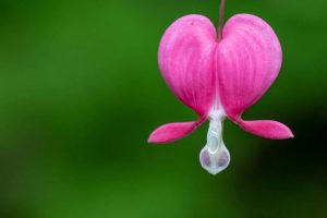 Tränendes Herz Die 7 Geheimnisse Der Pflege