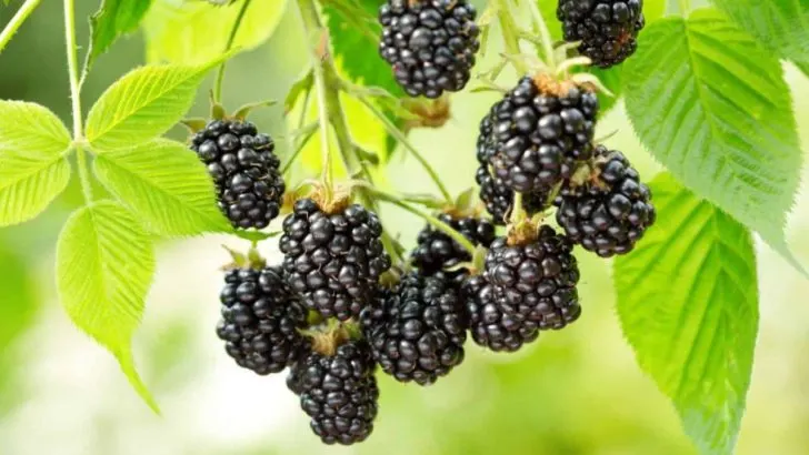 Wann Blühen Brombeeren?