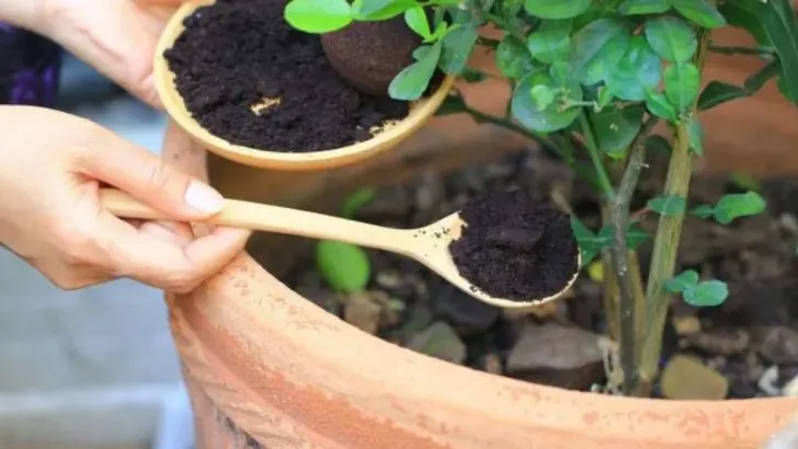 Warum, Wann und Wie Man Kaffeesatz Für Zimmerpflanzen Verwendet