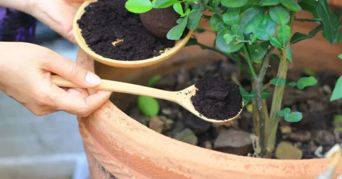 Warum, Wann und Wie Man Kaffeesatz Für Zimmerpflanzen Verwendet