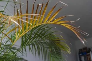 Was Sind Die Ursachen & Wie Man Gelbe Palmblätter Rettet