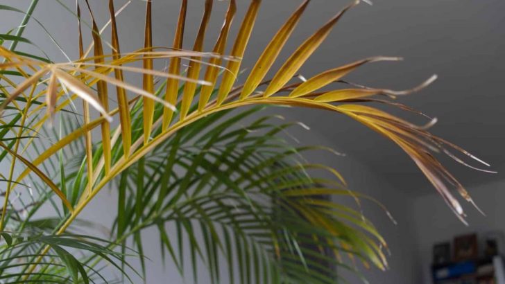 Was Sind Die Ursachen & Wie Man Gelbe Palmblätter Rettet!