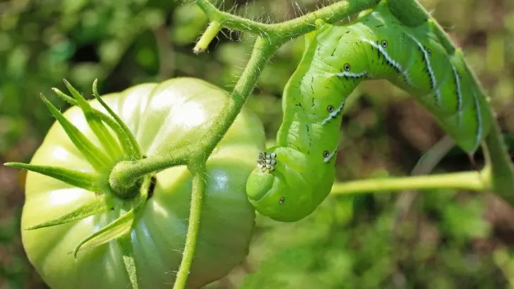 Was Sind Tomaten-Hornwurm-Eier Und Wie Geht Man Mit Ihnen Um?