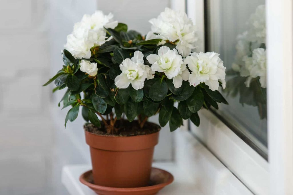 Weise Azalee in einem braunen Blumentopf auf der Fensterbank bluht uppig