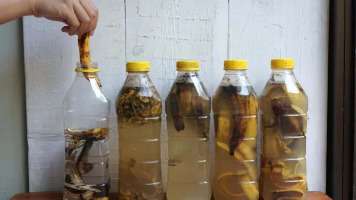 Werfen Sie Ihre Bananenschalen Nicht Weg, Sondern Stellen Sie Stattdessen Organischen Dünger Her