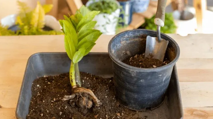 Wie Man Die Glücksfeder Vermehrt: Die Besten Methoden & Profi-Tipps