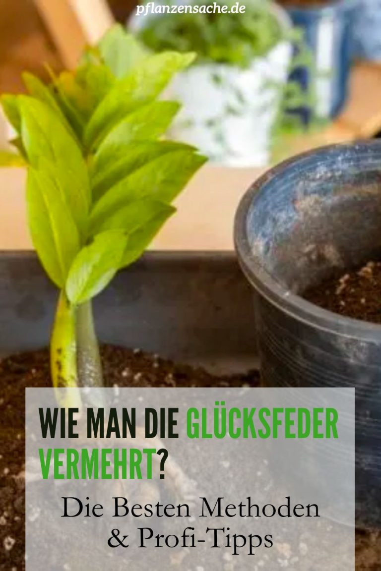 Verwunderlich Glücksfeder Vermehren Blatt Fotos