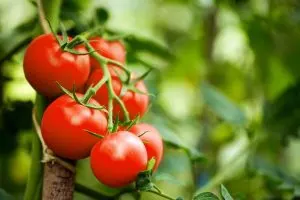 Wie Man Lektine Aus Tomaten Entfernt Schritt Für Schritt Anleitung