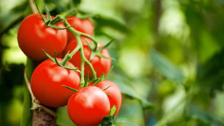 Wie Man Lektine Aus Tomaten Entfernt: Schritt Für Schritt Anleitung
