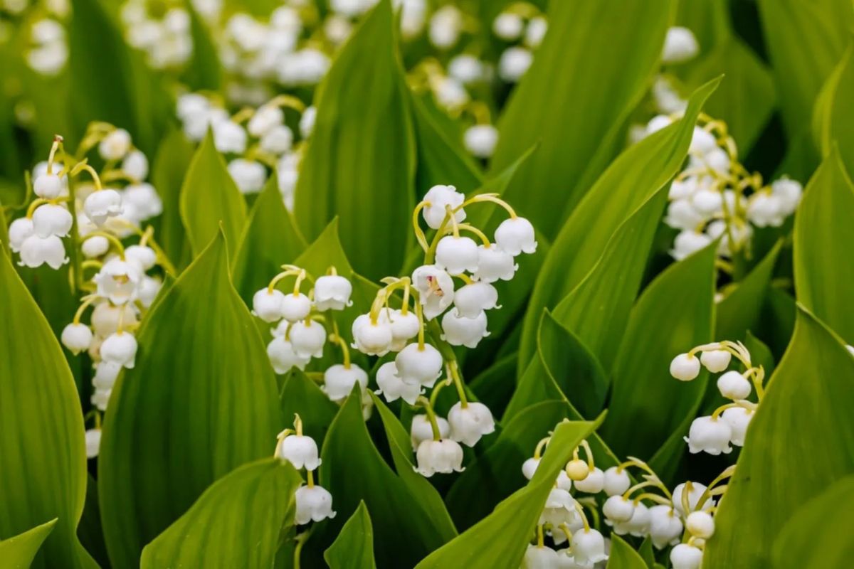 Wie Man Maiglöckchen Im Garten Züchtet!