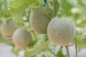 Wie Viele Cantaloupe-Melonen Pro Pflanze Sie In Einer Saison Erwarten Können