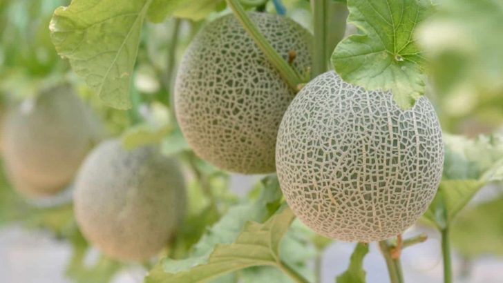 Wie Viele Cantaloupe-Melonen Pro Pflanze Sie In Einer Saison Erwarten Können