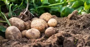 Wie Viele Kartoffeln Pro Pflanze Und Wie Man Mehr Davon Ernten Kann
