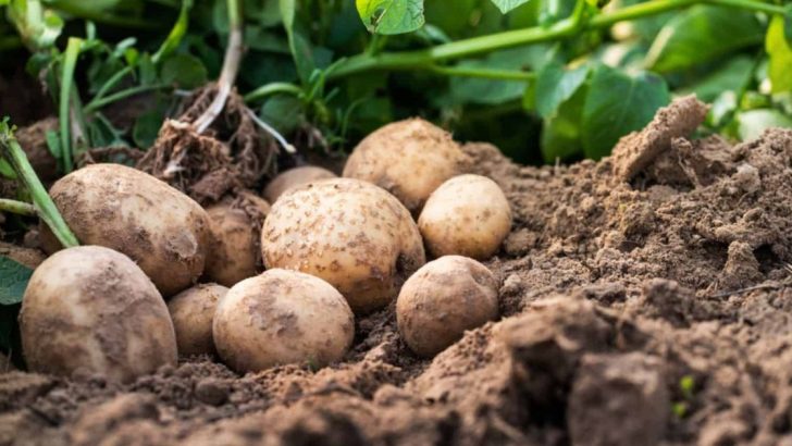 Wie Viele Kartoffeln Pro Pflanze Und Wie Man Mehr Davon Ernten Kann