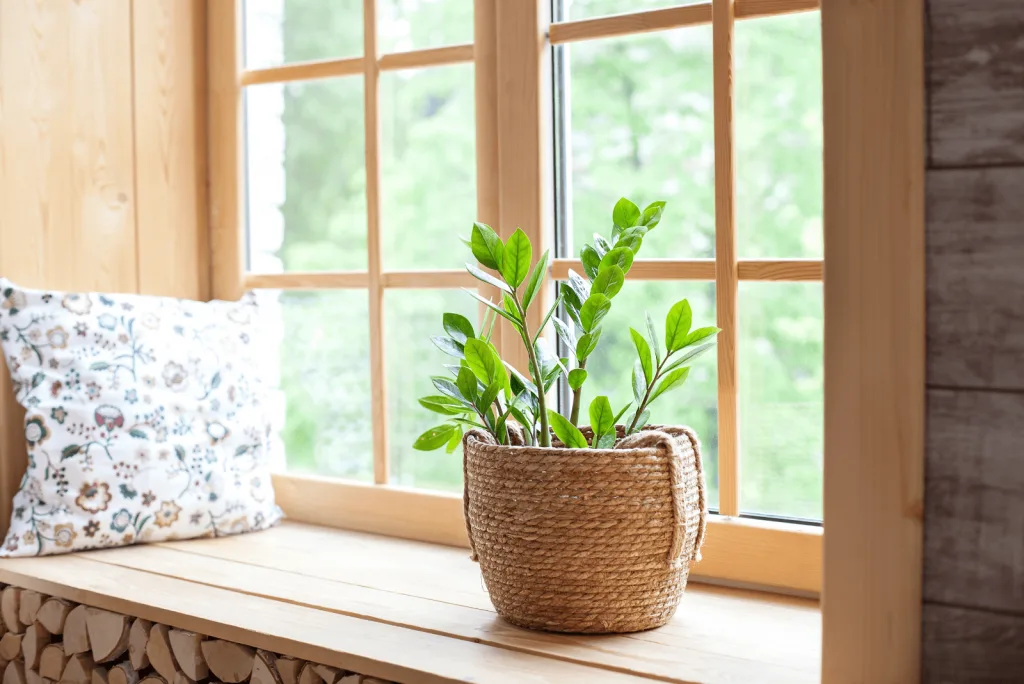 ZZ Pflanzen Sie in einen Topf am Fenster