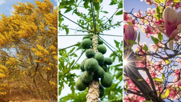 9 Zauberhafte Bäume Zum Anpflanzen In Hausnähe & 5 Welche Man Meiden Sollte