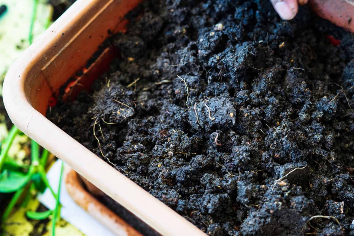 Arten Von Schädlichen Würmern In Der Gartenerde + Methoden Zur Beseitigung