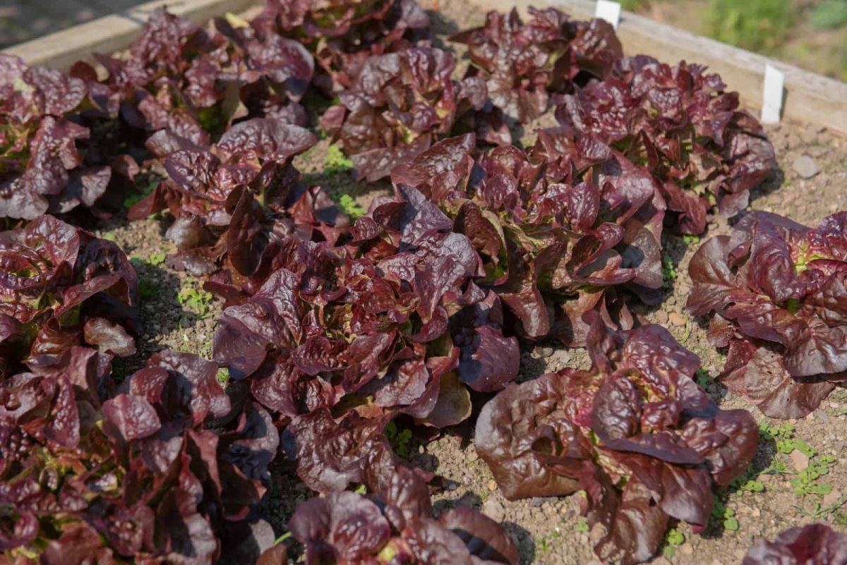 5 Gründe Für Bitteren Kopfsalat Und Wie Man Das Verhindert!