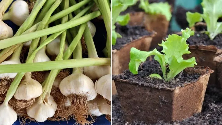 10 Arten Von Nahrungsmitteln, Die Man Über Das Ganze Jahr In Eimern Anbauen Kann