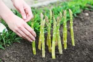 10+ Einfache Tipps Für Die Pflanzung Und Züchtung Von Spargel