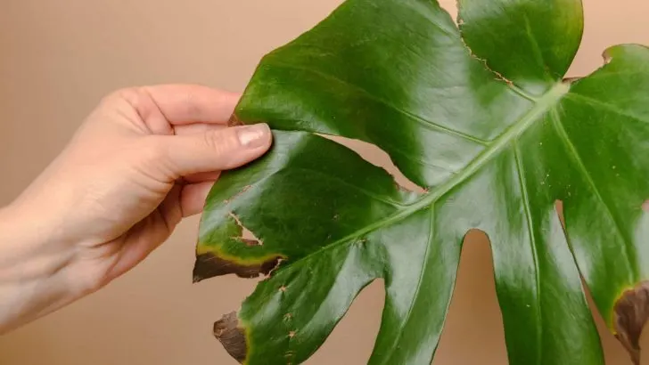 10 Gründe Für Schwarze Flecken Auf Monstera Und Die Besten Lösungen