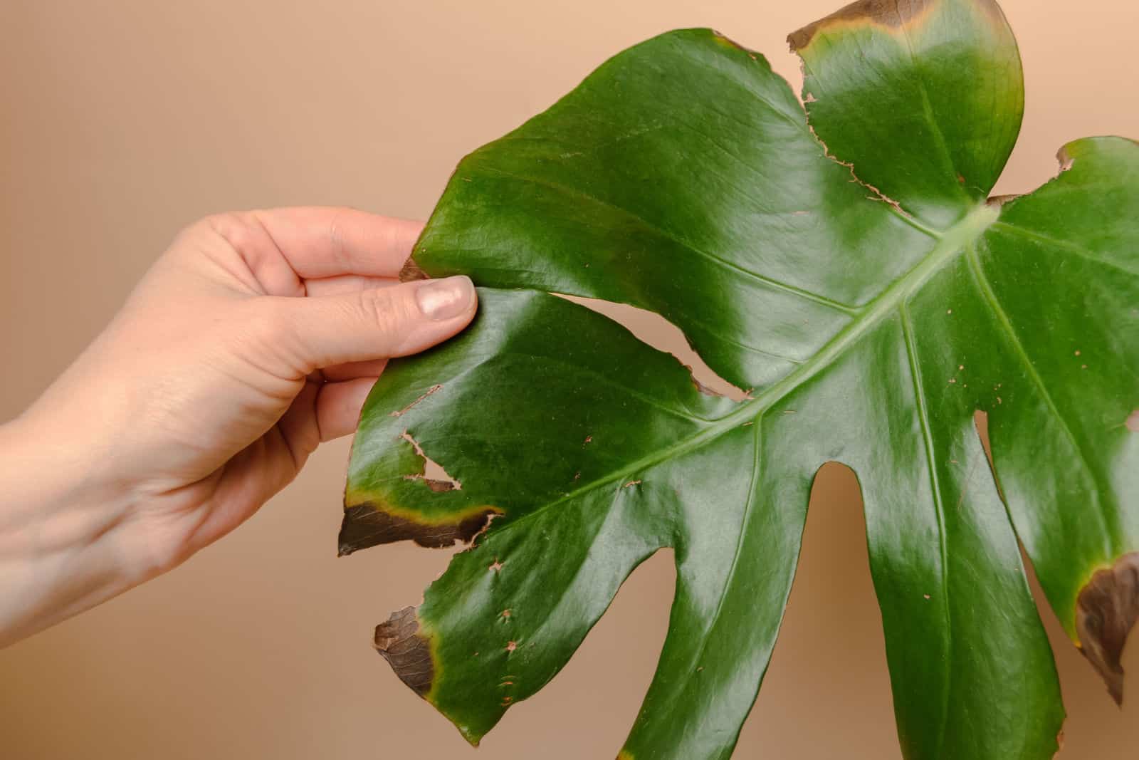 10 Grnde Fr Schwarze Flecken Auf Monstera Und Die Besten Lsungen