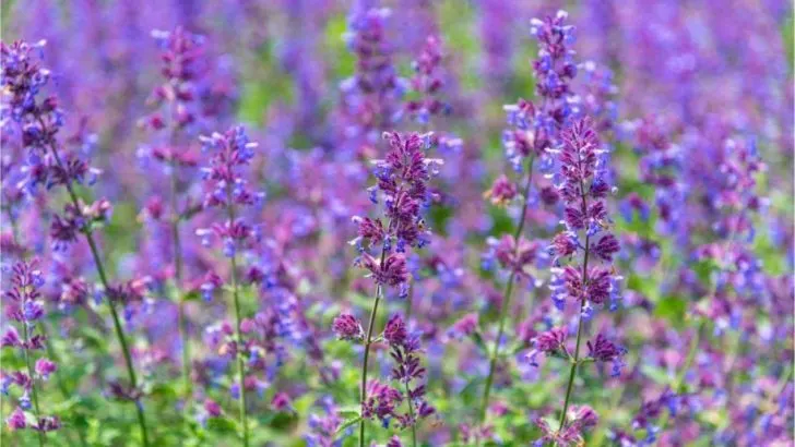 10 Pflanzen, Die Wie Lavendel Aussehen + Kurzanleitung Zur Pflege