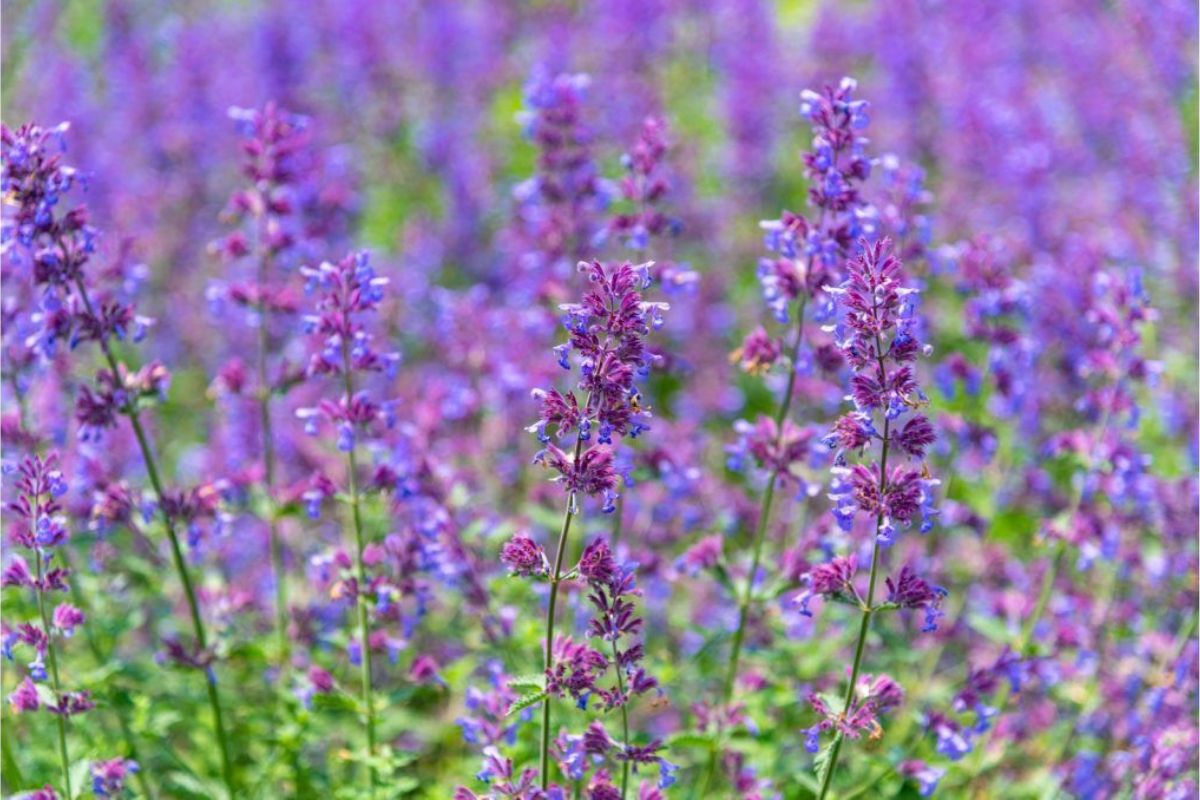 10 Pflanzen, Die Wie Lavendel Aussehen + Kurzanleitung Zur Pflege
