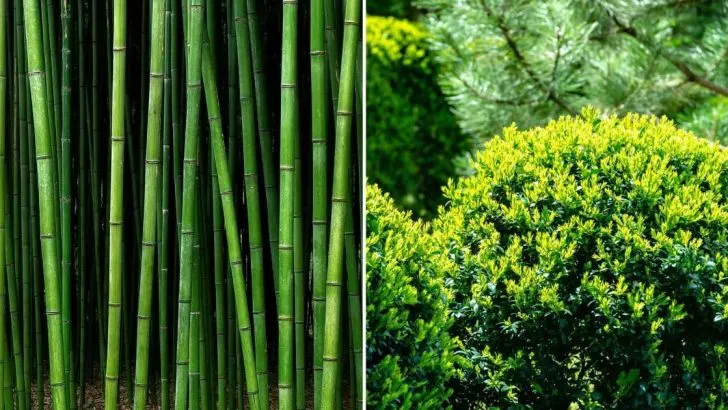 10 Pflanzen Für Die Privatsphäre, Die Ihren Garten In Ein Verstecktes Paradies Verwandeln Werden