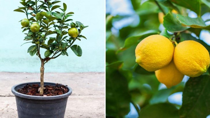 10 Tipps Zum Anpflanzen Einer Zitrone In Der Schale: Die Auffrischung Ihres Zuhauses