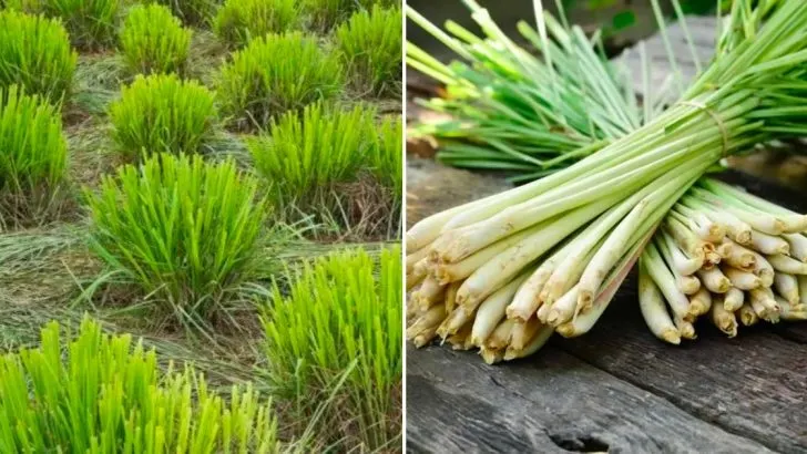 11 Gute Gründe Für Den Anbau Von Zitronengras In Ihrem Garten