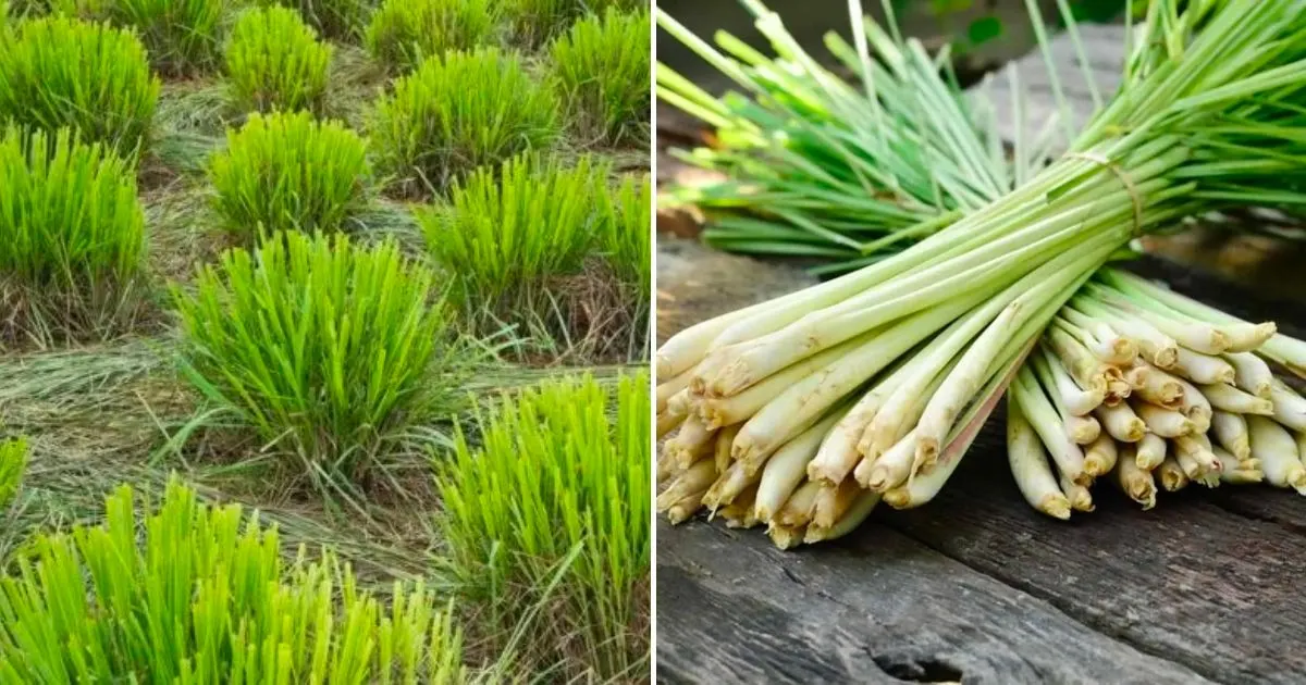 11 Gute Gründe Für Den Anbau Von Zitronengras In Ihrem Garten