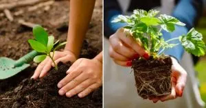 11 Tipps Für Das Erfolgreiche Umpflanzen Von Setzlingen Im Freien