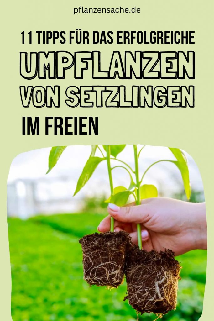 11 Tipps Für Das Erfolgreiche Umpflanzen Von Setzlingen Im Freien
