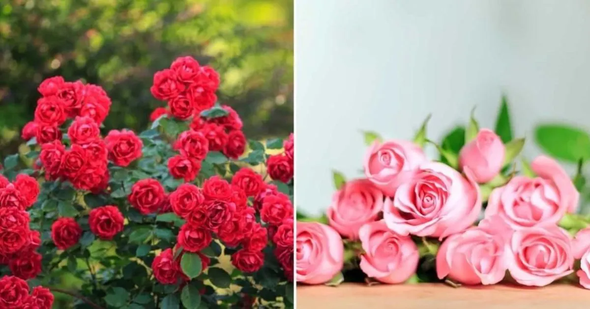 12 Interessante Fakten Über Rosen, Die Sie Verblüffen Werden