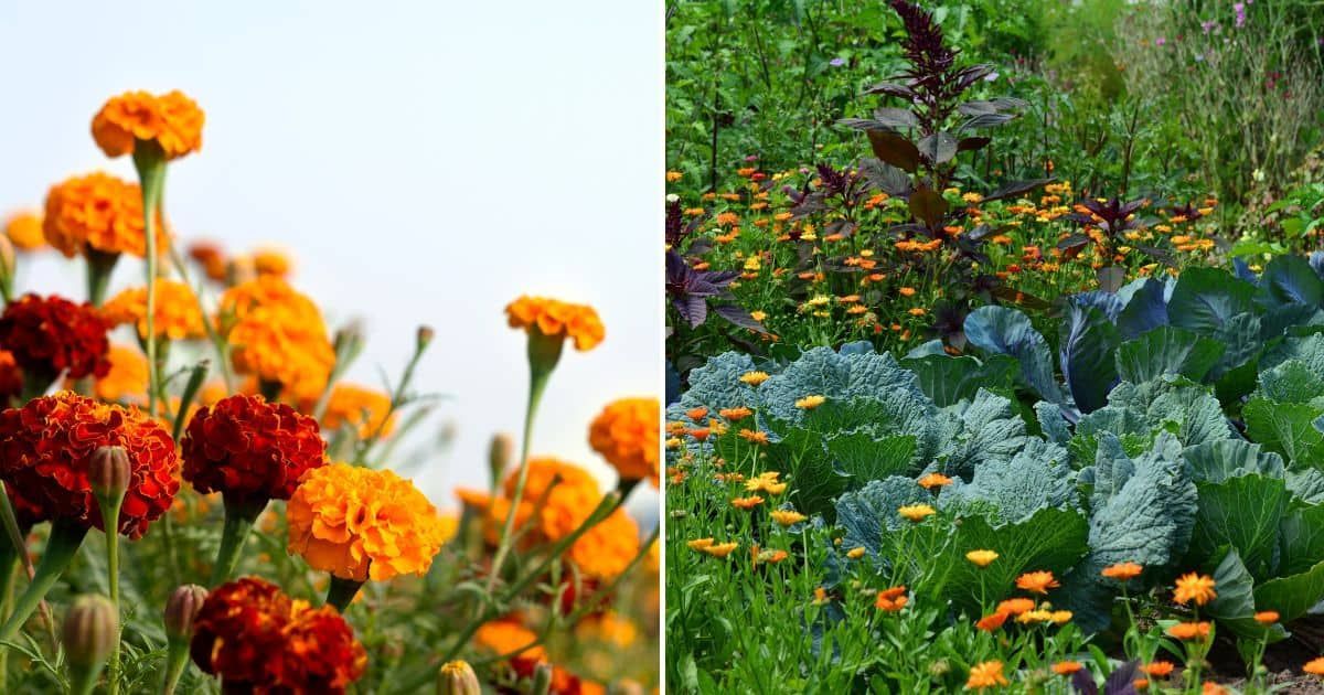 15 Gründe Ringelblumen In Ihrem Gemüsegarten Zu Pflanzen