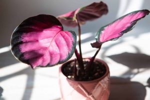 19 Absolut Atemberaubende Lila Zimmerpflanzen Für Ihr Zuhause