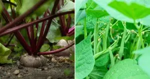 19 Schnell Wachsende Gemüsesorten Für Viel Beschäftigte Gärtner