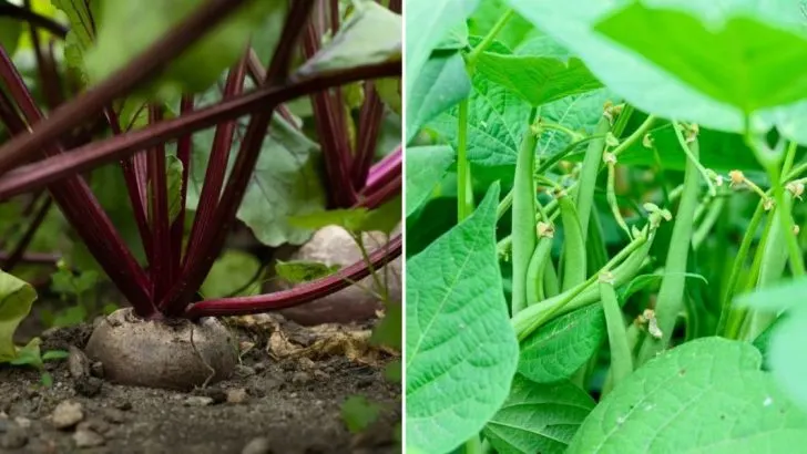 19 Schnell Wachsende Gemüsesorten Für Viel Beschäftigte Gärtner