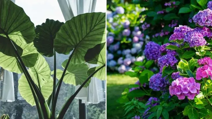 20 Große Topfpflanzen Für Die Privatsphäre + Pflegeanleitungen