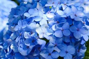 26 Der Schönsten Blauen Blumen Für Ihre Landschaft