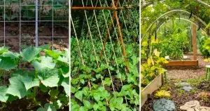 3 Einfache Spalier-Tipps, Die Ihren Garten Völlig Transformieren Werden
