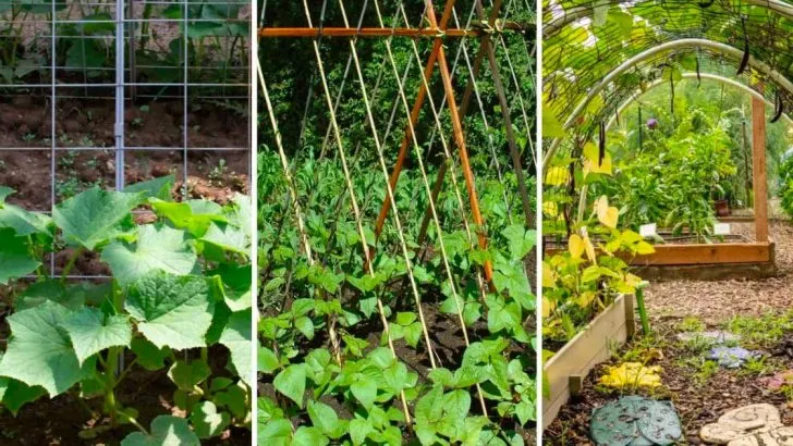 3 Einfache Spalier-Tipps, Die Ihren Garten Völlig Transformieren Werden