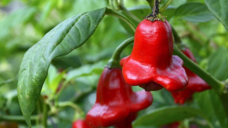 5 Arten Von Chilipflanzen Und Ihre Besten Sorten