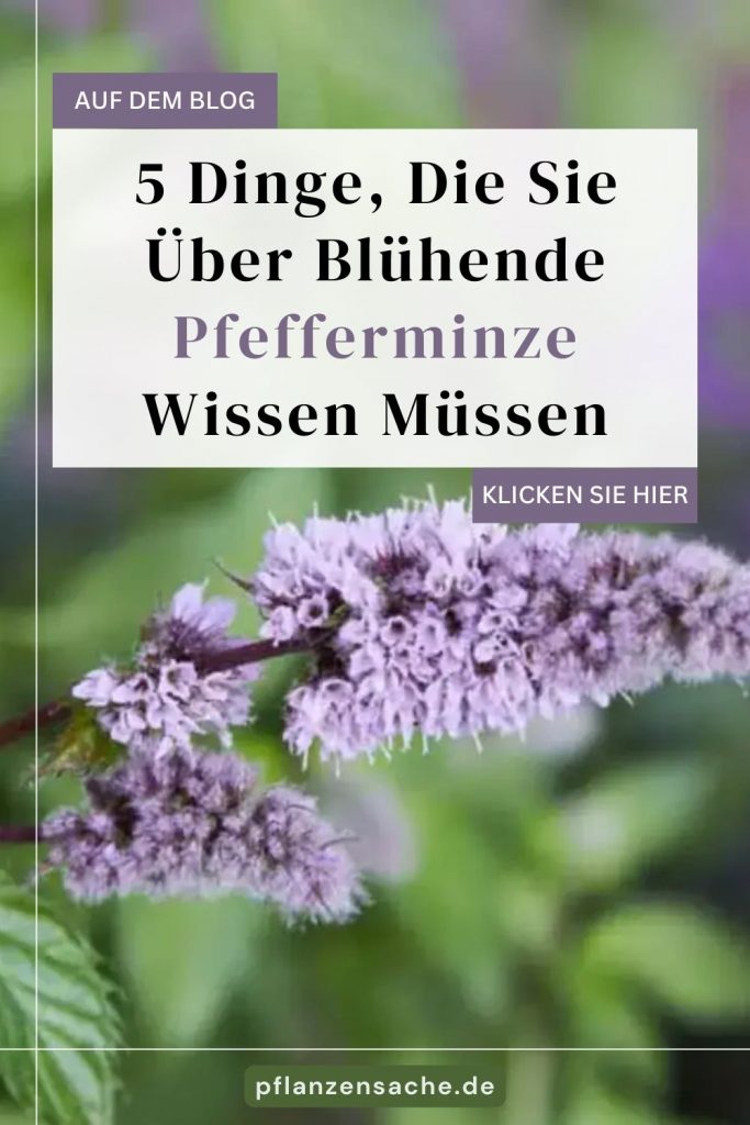 5 Dinge, Die Sie Über Blühende Pfefferminze Wissen Müssen
